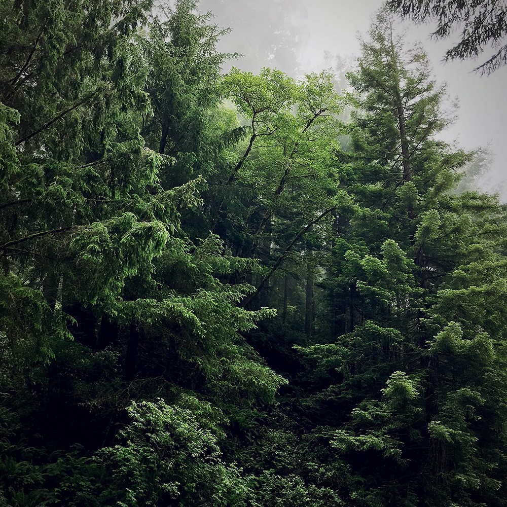 Ein lebendig wirkender Wald, in dem sich der Nebel lichtet