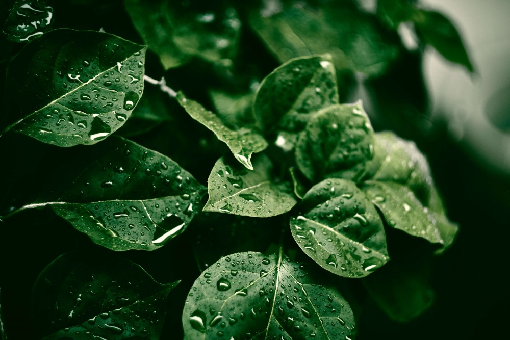 Mit vom Regen mit Wasserperlen verzierte grüne Blätter